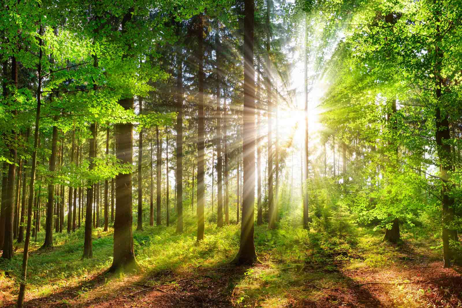 Forest Benefits Million Trees Project