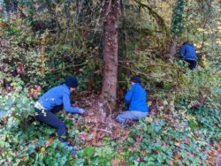 English ivy removal by Whatcom Million Trees Project
