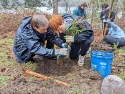 tree seedling rescues & planting | Whatcom Million Trees Project