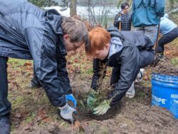 tree seedling rescue and planting | Whatcom Million Trees Project
